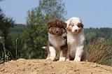 BERGER AUSTRALIEN PUPPIES 068